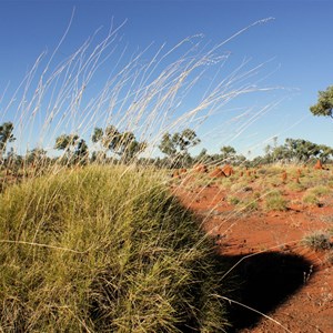 Spinifex