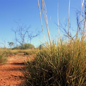 Spinifex