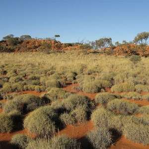 Spinifex