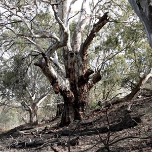 River Red Gum