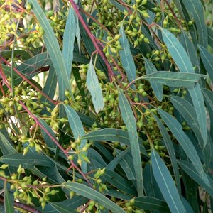 River red gum buds showing characteristic "beak" on the bud cap