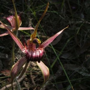 Carousel Orchid