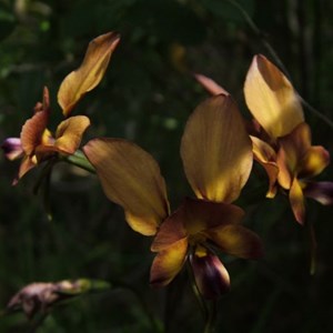 Dunsborough Donkey Orchid