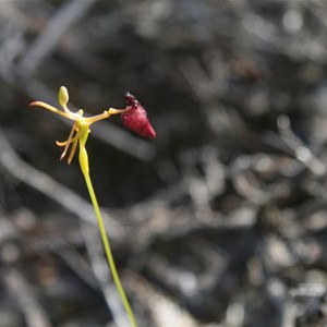 King in his Carriage Orchid