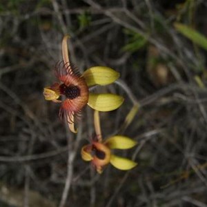 Bee Orchid