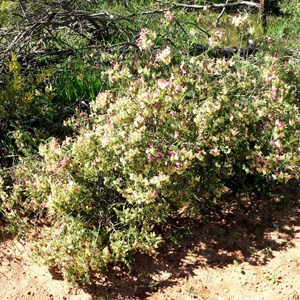 Yellow Leuschenaultia