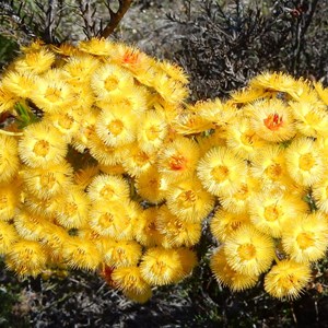 Feather Flower - Verticordia