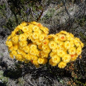 Feather Flower - Verticordia