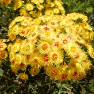 Feather Flower - Verticordia