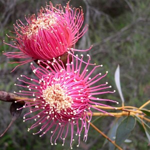 Eucalyptus pyriformis