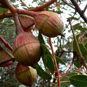 Eucalyptus pyriformis buds