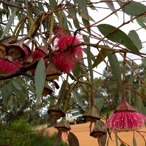 Eucalyptus pyriformis