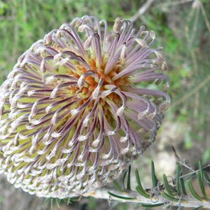 Banksia sphaerocarpa 