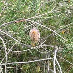 Banksia sphaerocarpa 