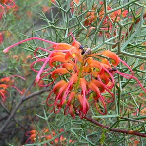 Grevillea dielsiana - flowers half open