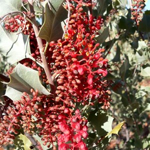 Wickhams Grevillea