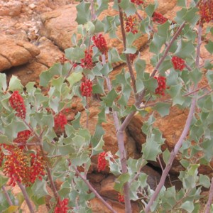 Grevillea wickhamii