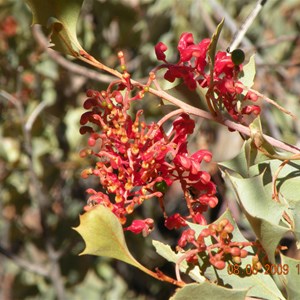 Grevillea wickamii