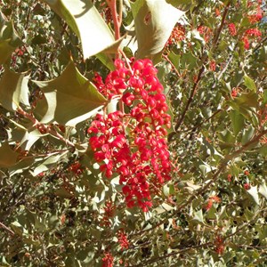 Grevillea wickhamii