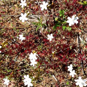 Drosera or Sundew.