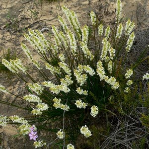 Stackhousia monogyna