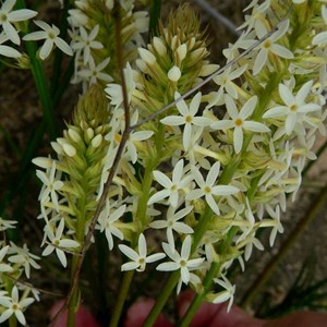 Stackhousia monogyna