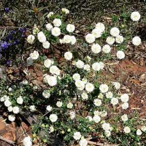 Pimelea or Riceflower