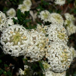 Pimelea or Riceflower