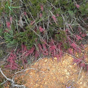 Grevillea thyrsoides 