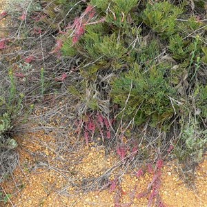 Grevillea thyrsoides 