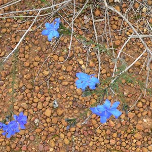 Lechenaultia biloba