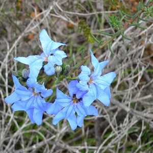 Lechenaultia biloba