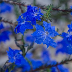 Lechenaultia biloba