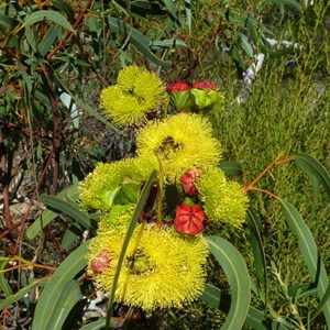 Illyarrie - Eucalyptus erythrocorys