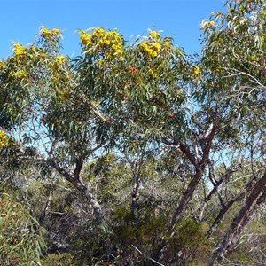 Illyarrie - Eucalyptus erythrocorys