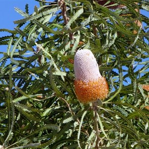 Acorn Banksia - Banksia prionotes