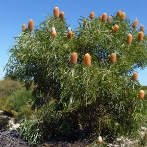 Acorn Banksia - Banksia prionotes