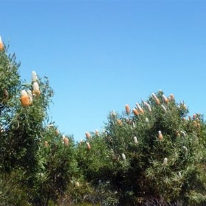 Acorn Banksia - Banksia prionotes