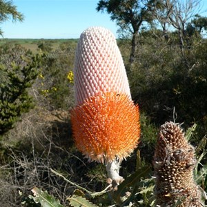 Banksia prionotes