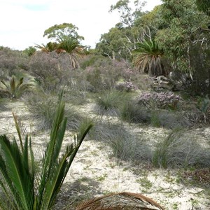 Macrozamia fraseri