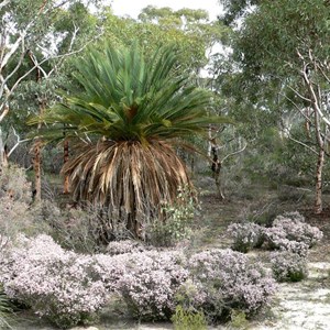 Macrozamia fraseri