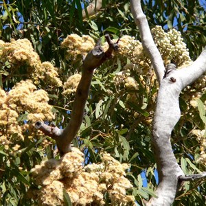 Bloodwood flowers