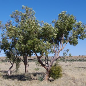 West of Birdsville