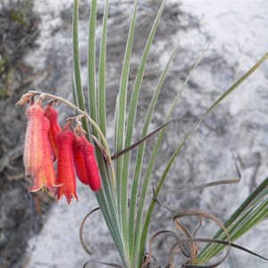 Blancoa canescens or Red Bugle