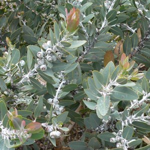 Eucalyptus tetragona or Tallerack