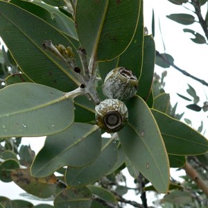 Eucalyptus tetragona or Tallerack in Stirling Ranges NP. WA