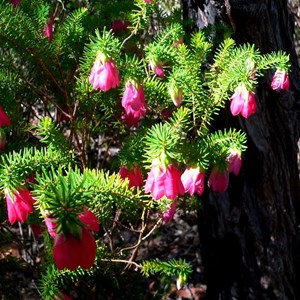 Darwinia leiostyla