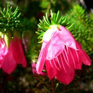 Darwinia leiostyla