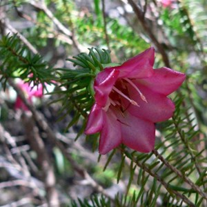 Darwinia leiostyla