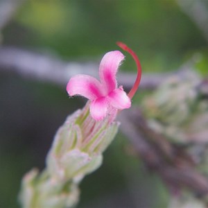  Kangaroo Island Gland Flower